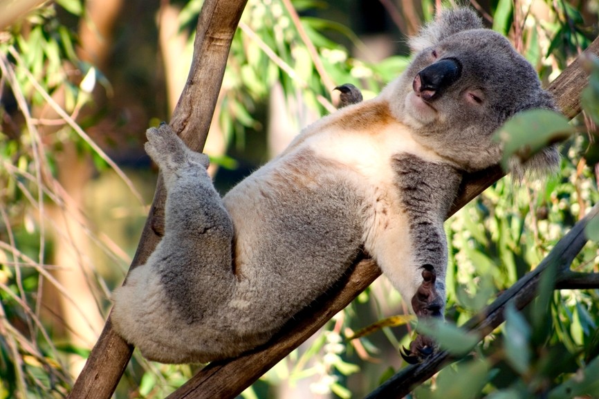 A-koala-bear-sleeping-in-a-tree.1-934x
