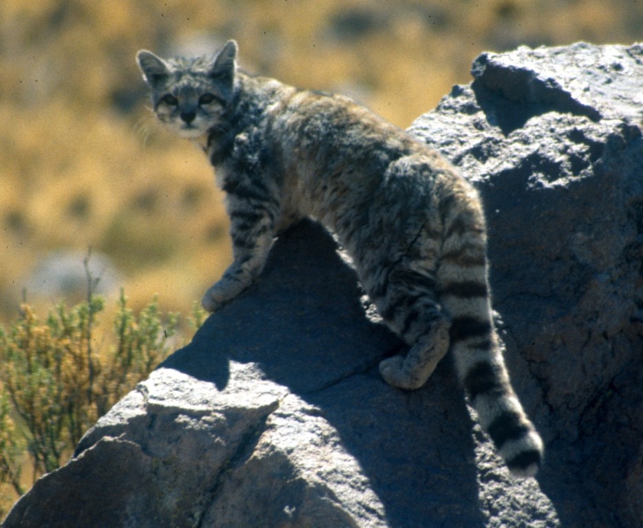 Andean-Mountain-Cat-934x
