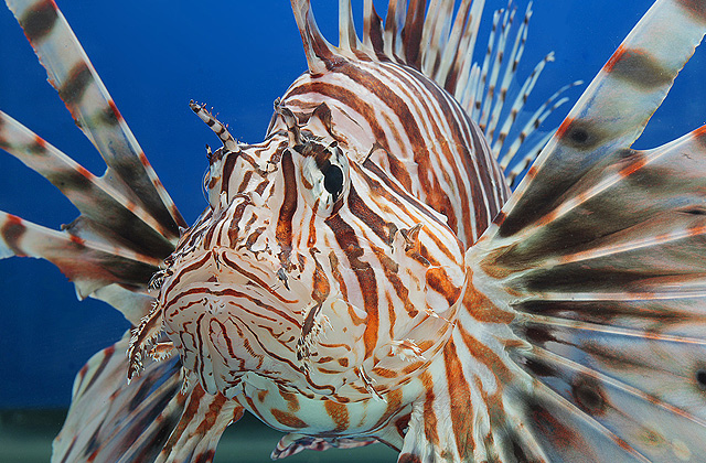 Red-Lionfish-Belize