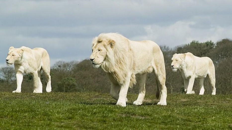 White-Lions-934x