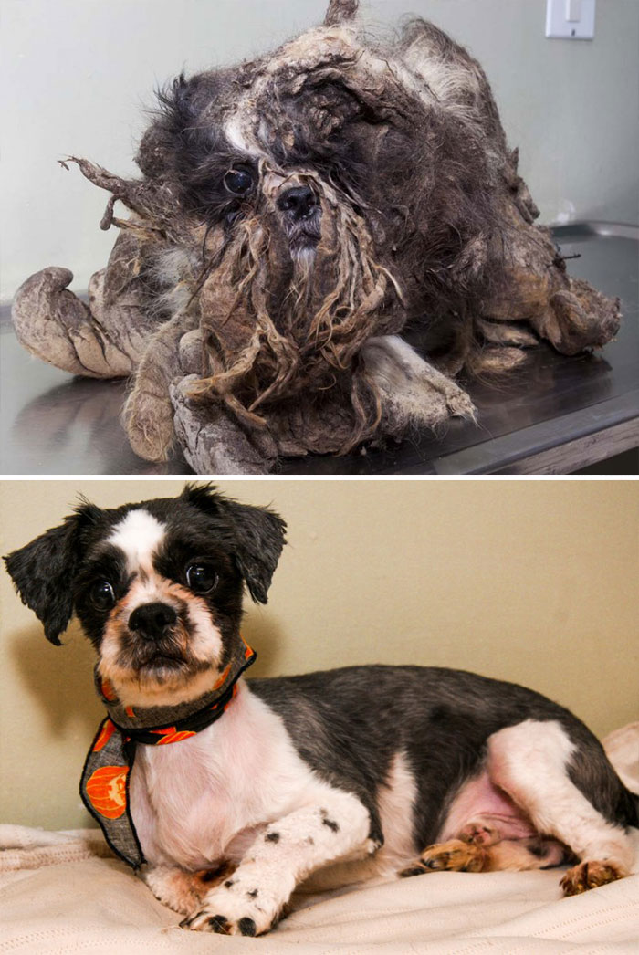 dog-makeover-before-after-rescue-35