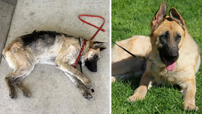 dog-makeover-before-after-rescue-42