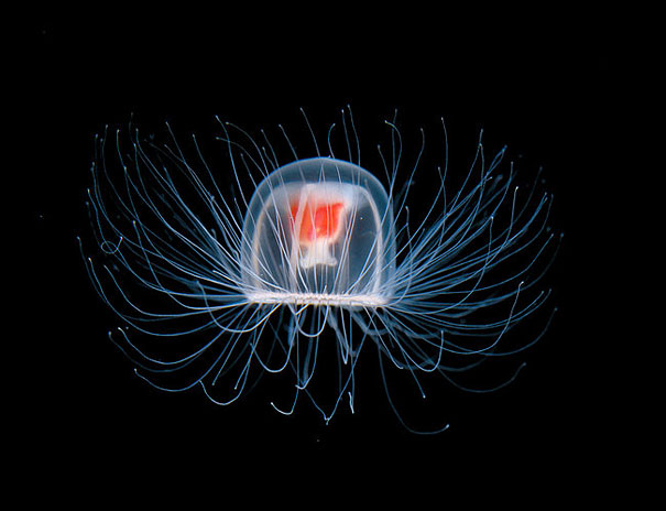 immortal-jellyfish-turritopsis-nutricula-1