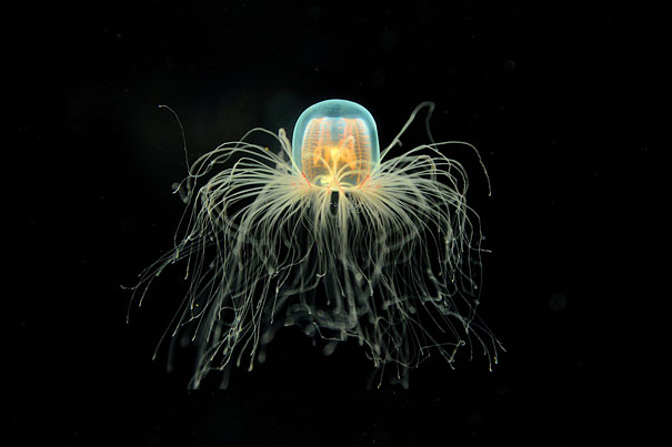 immortal-jellyfish-turritopsis-nutricula-3