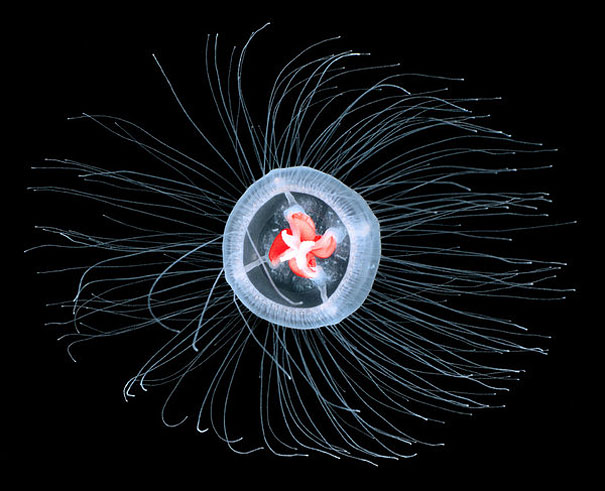 immortal-jellyfish-turritopsis-nutricula-4