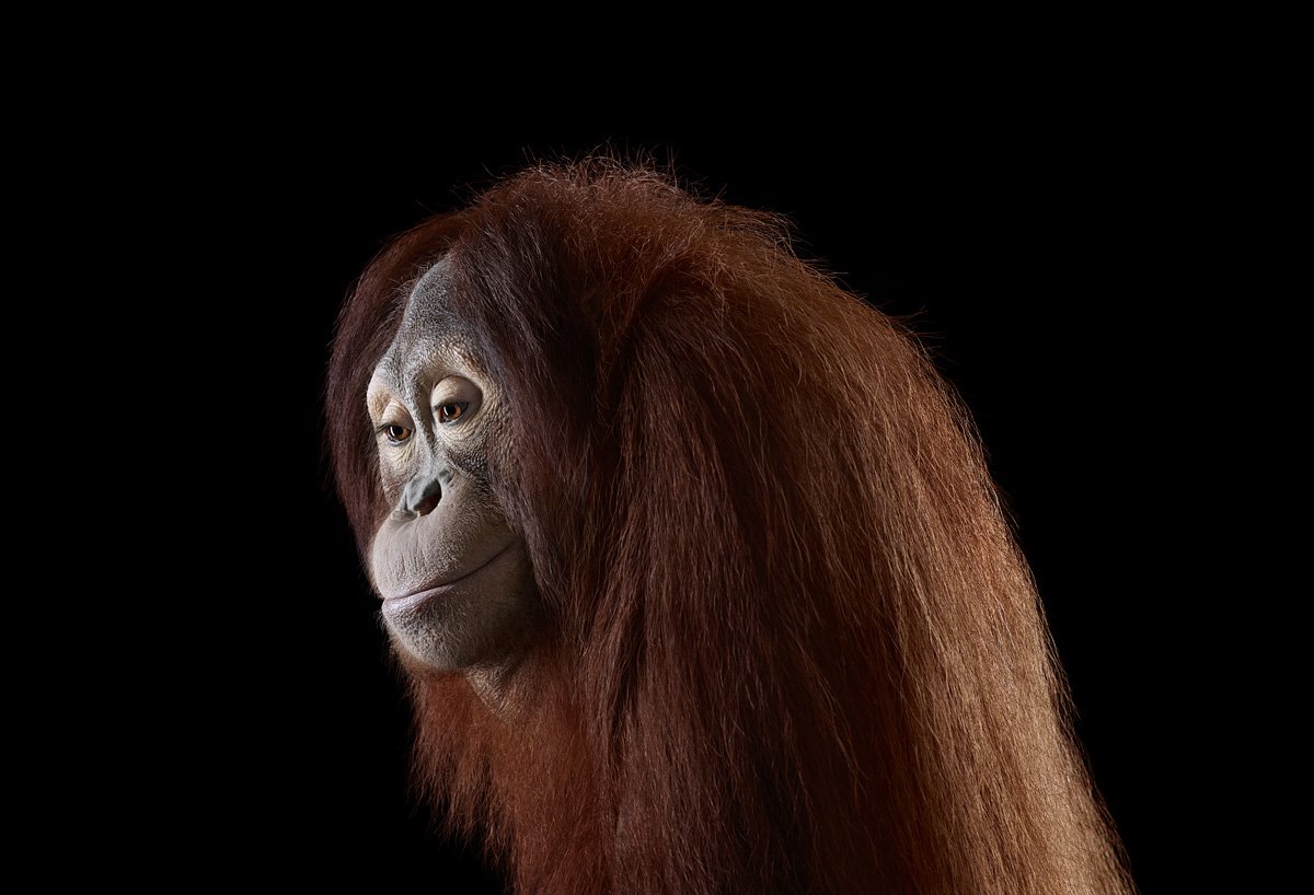 orangutan6