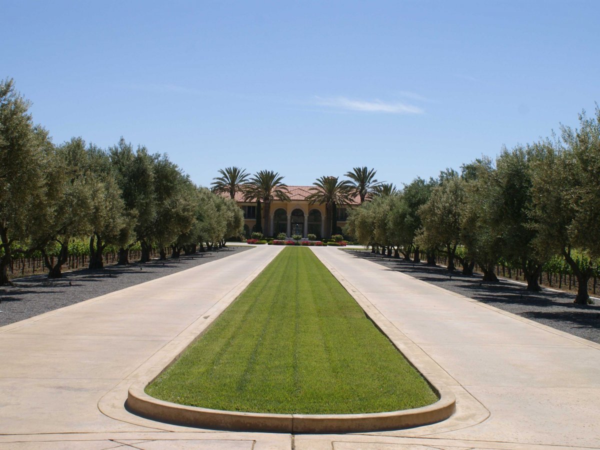 the-driveway-to-the-gated-villa-de-madre-in-suisun-valley-is-lined-with-olive-trees