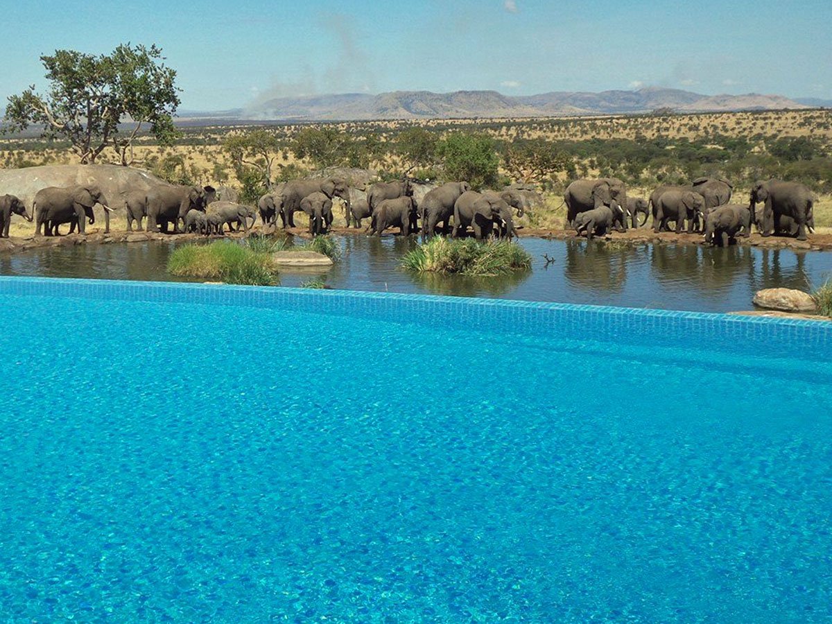 the-four-seasons-safari-lodge-serengeti-in-tanzania-lets-you-swim-while-watching-elephants-at-a-nearby-water-hole