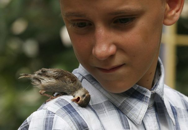 unusual-friendship-boy-sparrow-vadim-veligurov-1