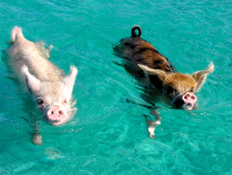 Свиньи в воде-5