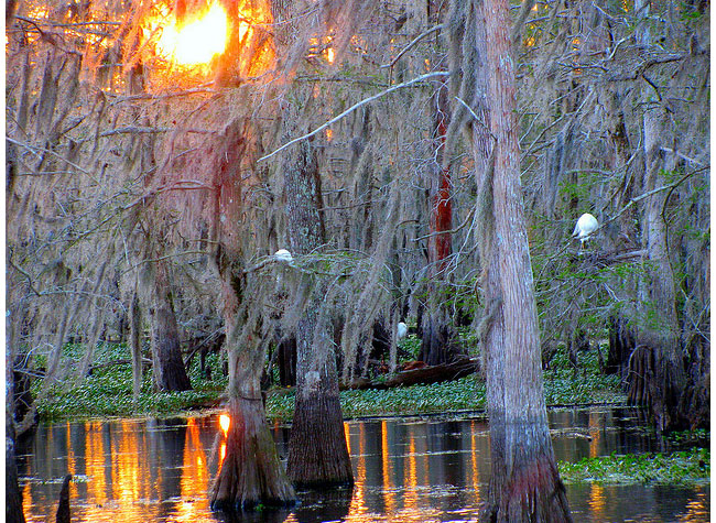 Manchac_Swamps_Louisiana