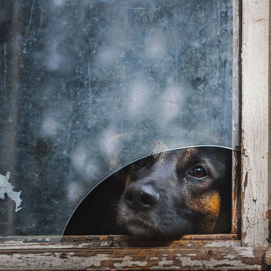 animals-looking-through-the-window-10_result