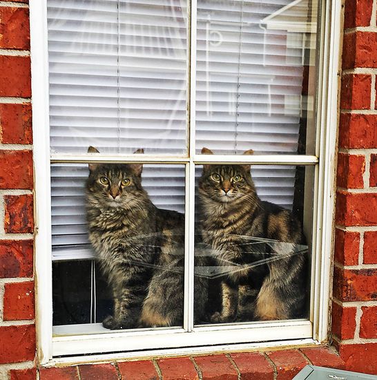 animals-looking-through-the-window-16_result