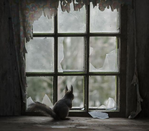 animals-looking-through-the-window-1_result