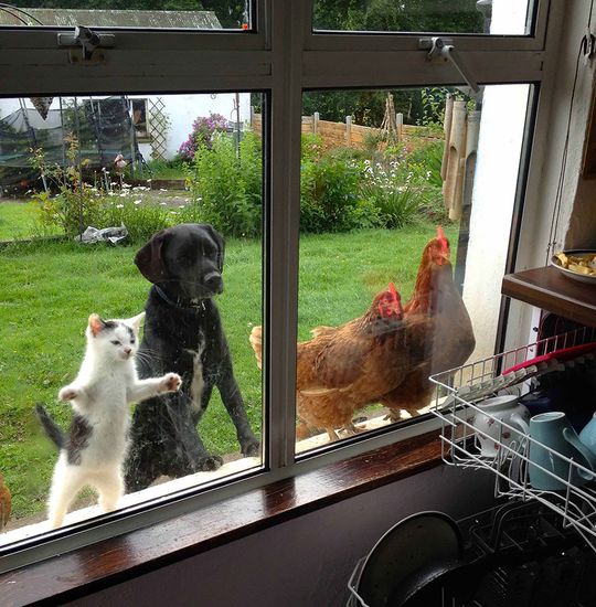 animals-looking-through-the-window-201_result