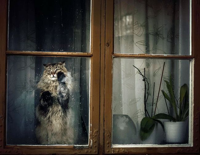 animals-looking-through-the-window-4_result