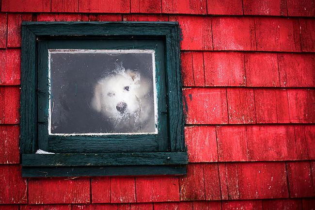 animals-looking-through-the-window-6_result