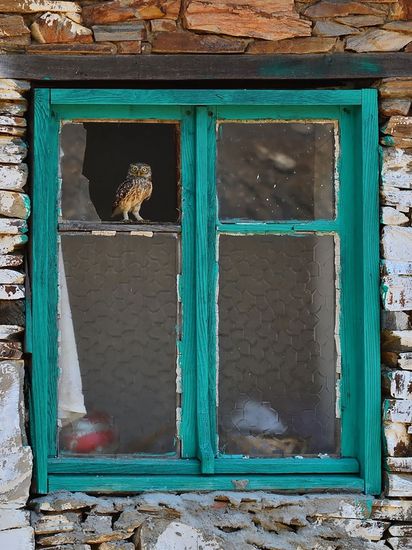 animals-looking-through-the-window-7_result