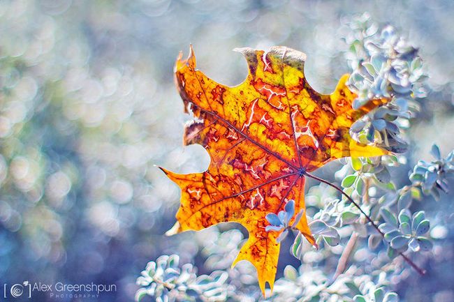 autumn-photography-alex-greenshpun-14_result