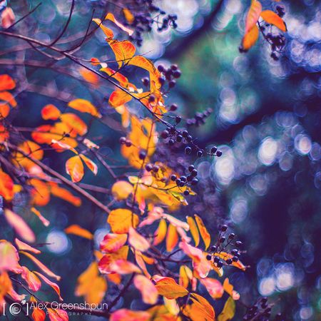 autumn-photography-alex-greenshpun-18_result