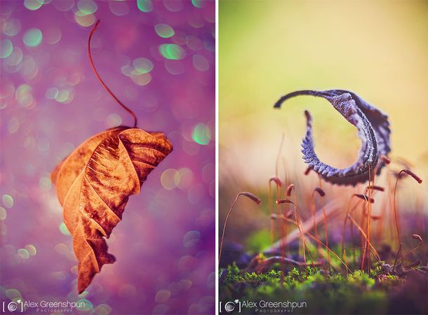 autumn-photography-alex-greenshpun-21_result