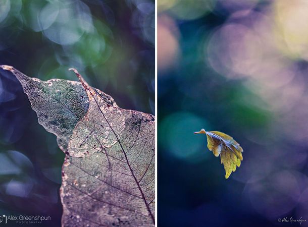 autumn-photography-alex-greenshpun-22_result