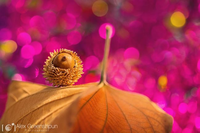 autumn-photography-alex-greenshpun-3_result