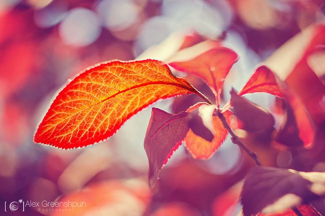 autumn-photography-alex-greenshpun-5_result