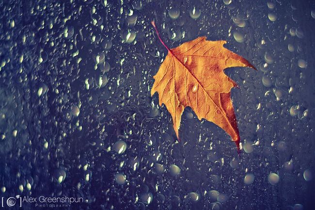 autumn-photography-alex-greenshpun-8_result