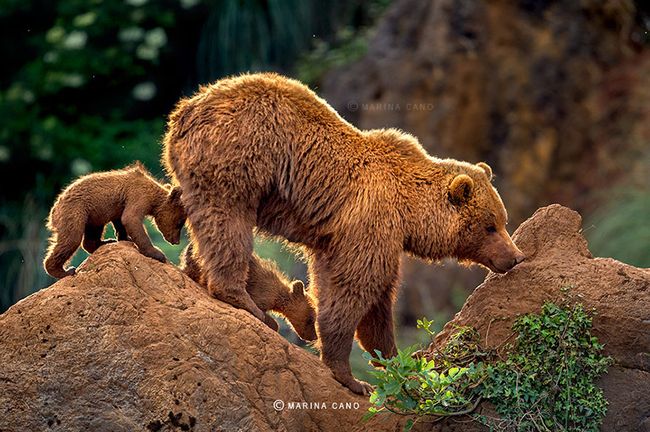 bear-photography-202_result