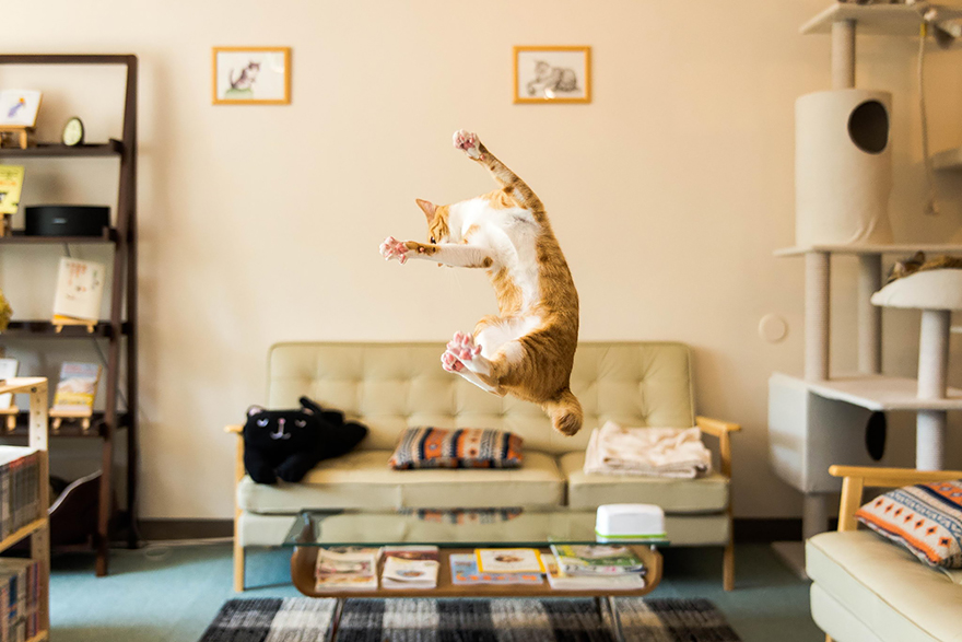 funny-jumping-cats-21__880