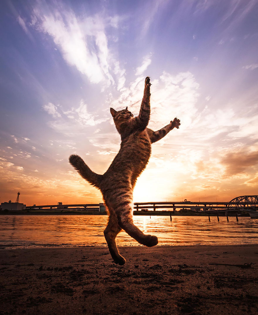 funny-jumping-cats-91__880