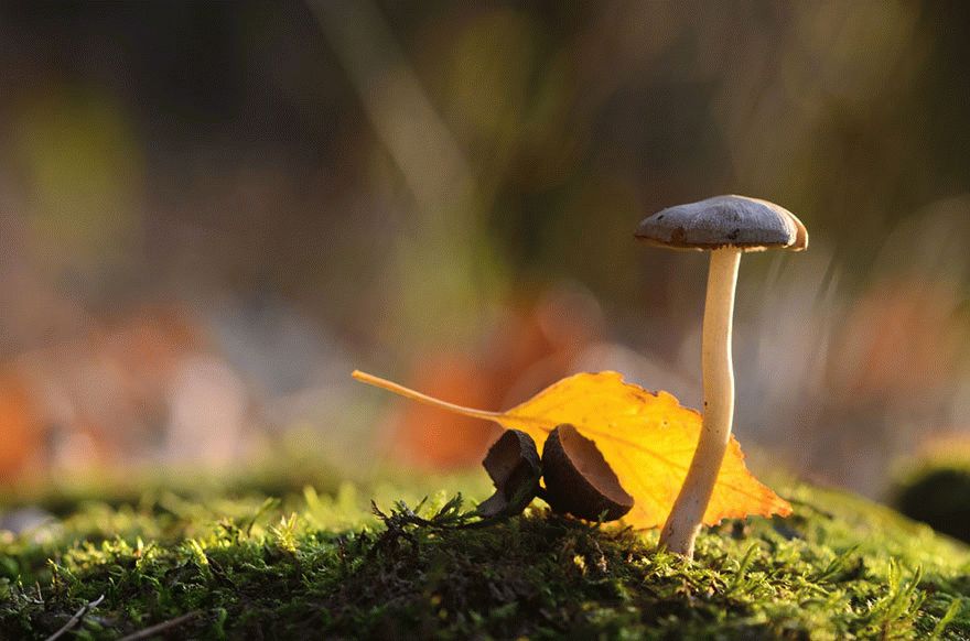 mushroom-photography-vyacheslav-mishchenko-17_result