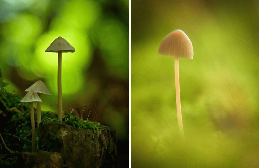 mushroom-photography-vyacheslav-mishchenko-18_result