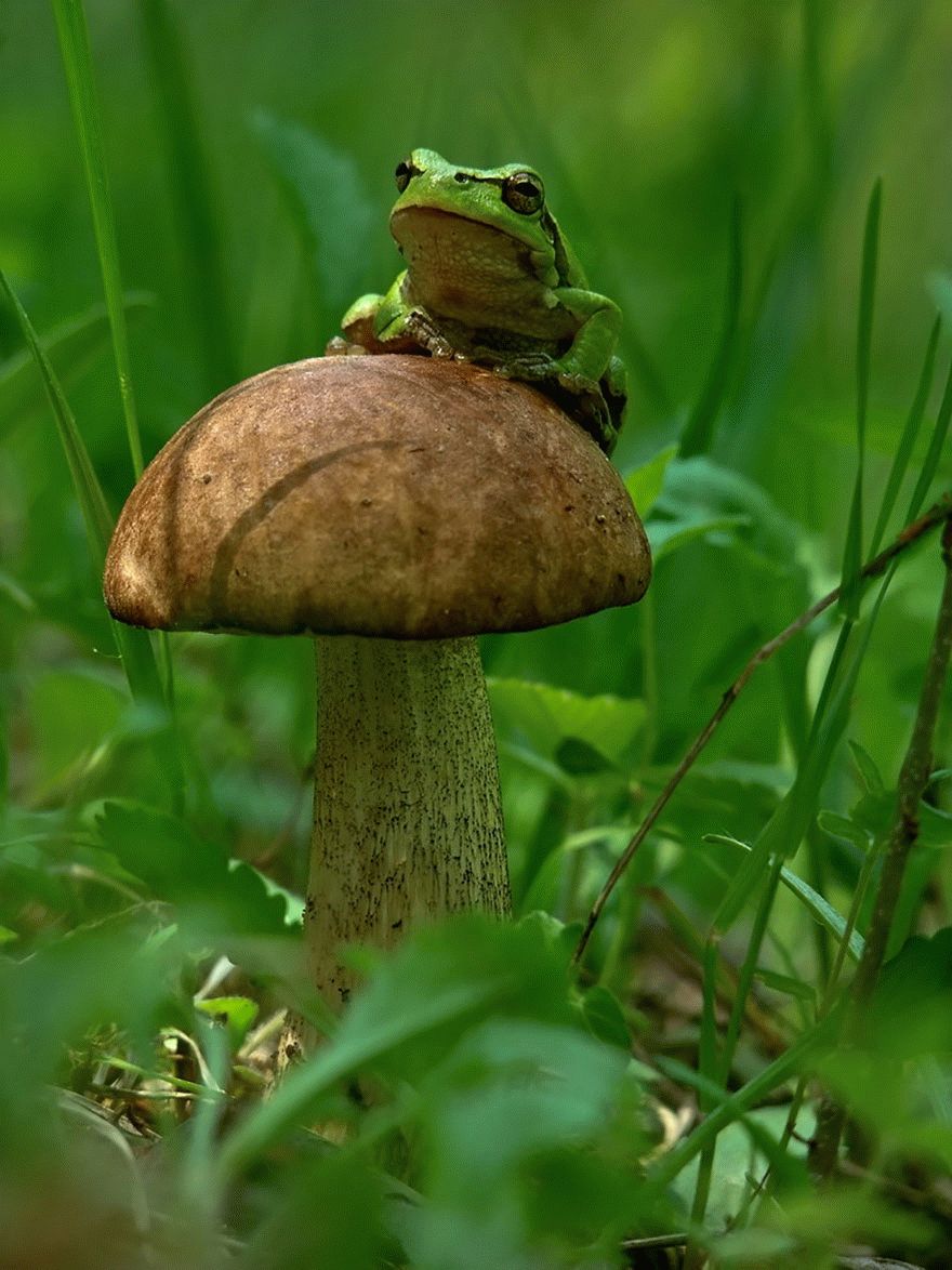 mushroom-photography-vyacheslav-mishchenko-24_result