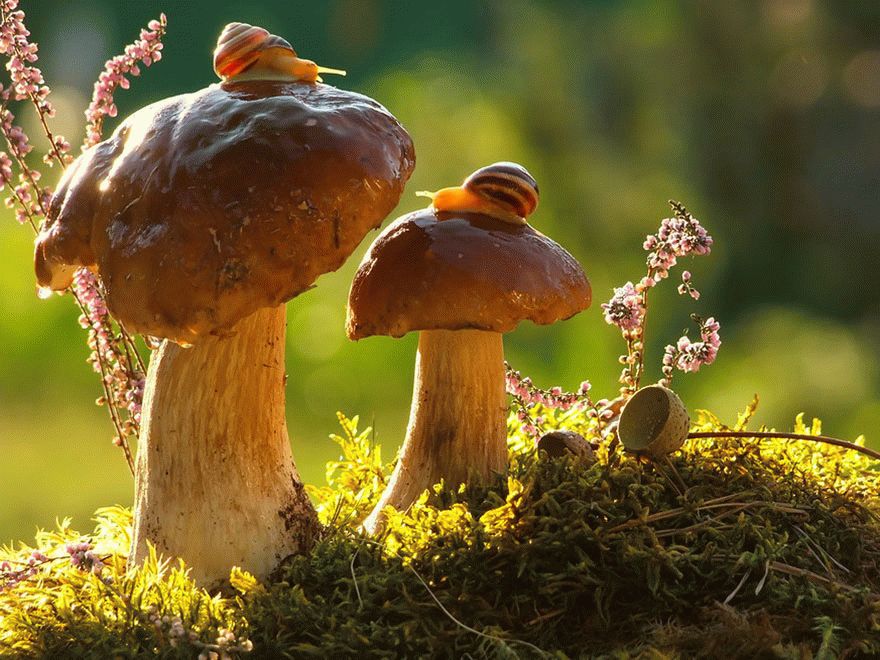 mushroom-photography-vyacheslav-mishchenko-2_result