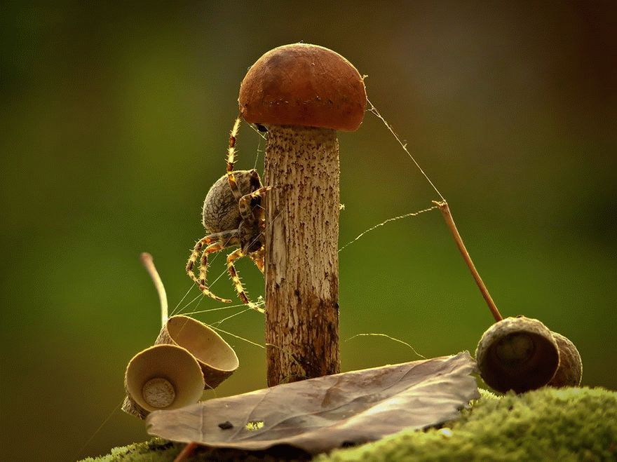 mushroom-photography-vyacheslav-mishchenko-31_result