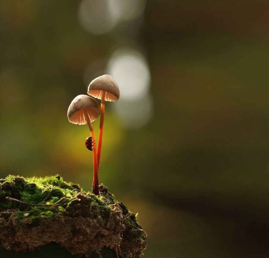mushroom-photography-vyacheslav-mishchenko-4_result