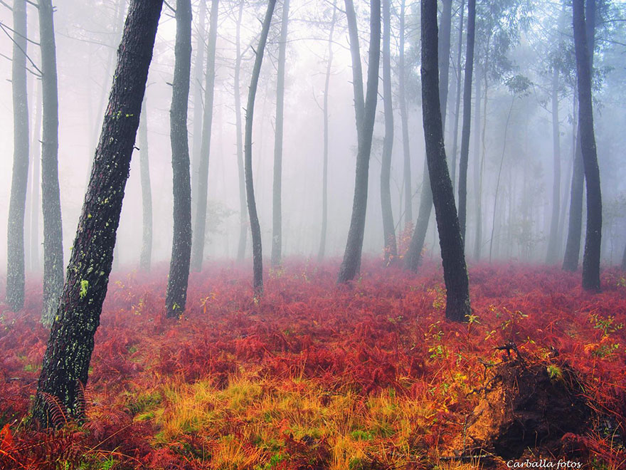mystic-forest-lanscapes-guillermo-carballa-6