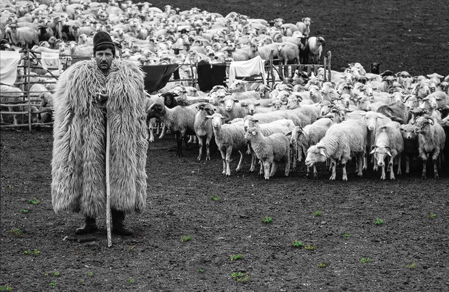 sheep-herds-around-the-world-12_result