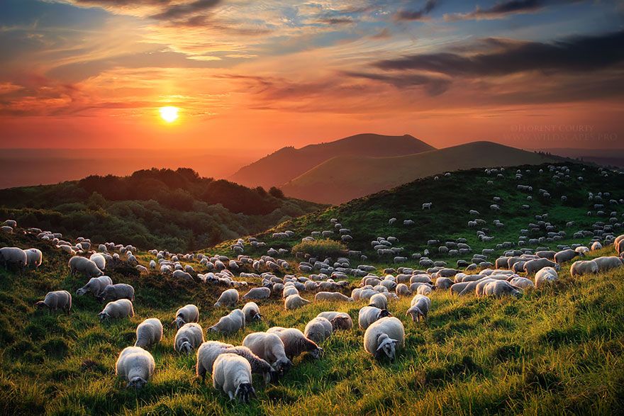 sheep-herds-around-the-world-13_result