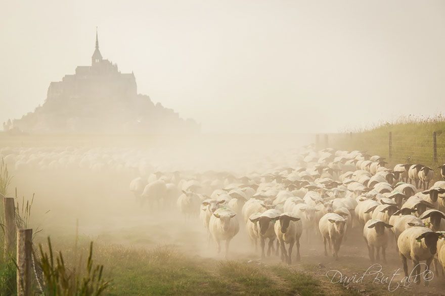sheep-herds-around-the-world-16_result