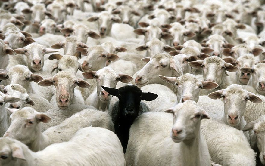 sheep-herds-around-the-world-20_result