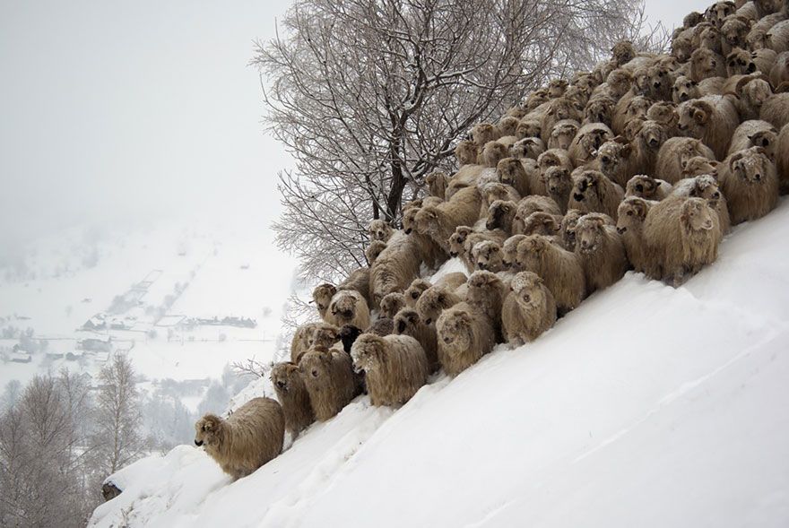 sheep-herds-around-the-world-21_result