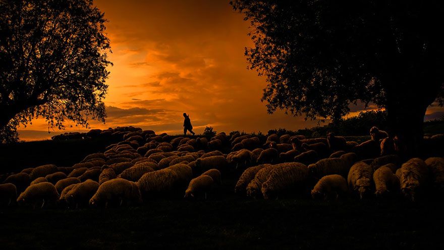 sheep-herds-around-the-world-22_result