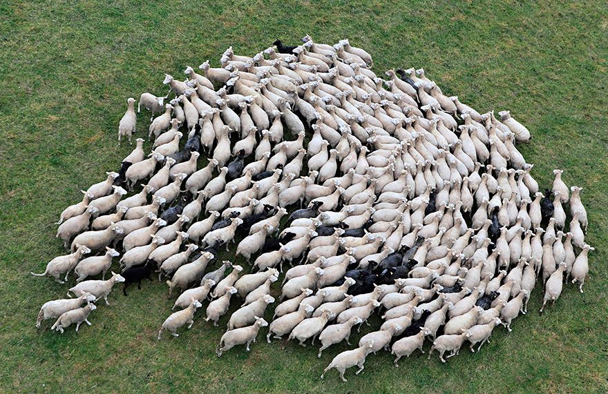 sheep-herds-around-the-world-25_result