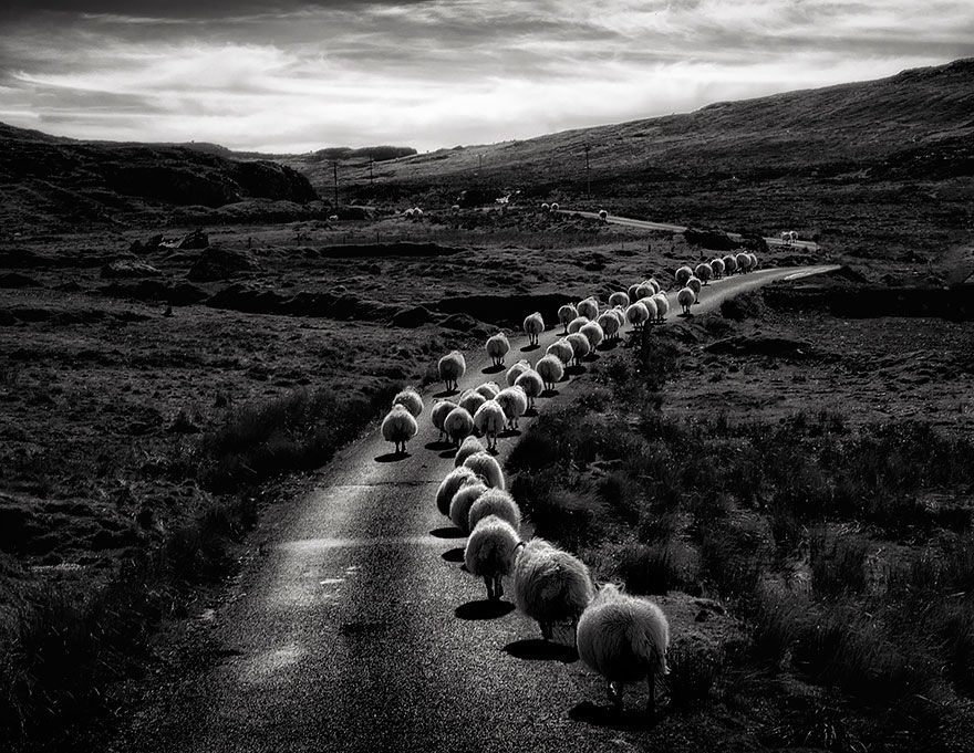 sheep-herds-around-the-world-2_result