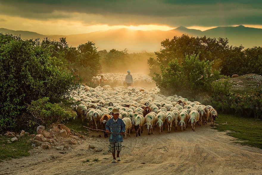 sheep-herds-around-the-world-3_result