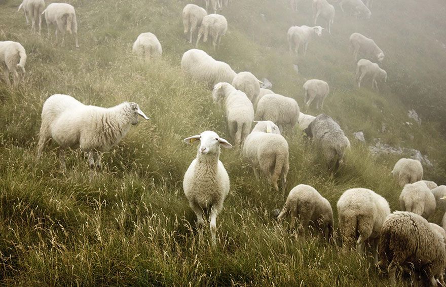 sheep-herds-around-the-world-52_result