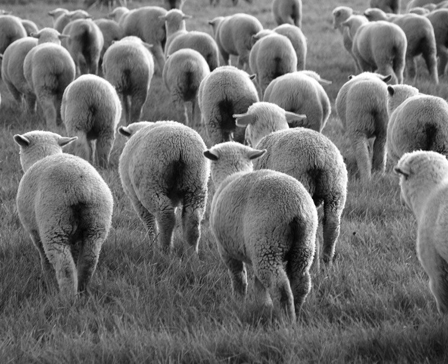 sheep-herds-around-the-world-53_result
